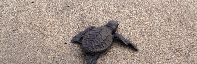 volunteer sea turtle conservation project in mexico