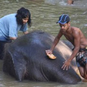 Srilanka Elephant 