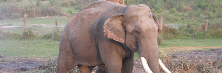Volunteer in Animal Welfare - Elephant Project in Thailand